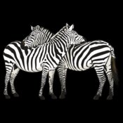 Pair Zebras