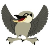 png kookaburra bird 3